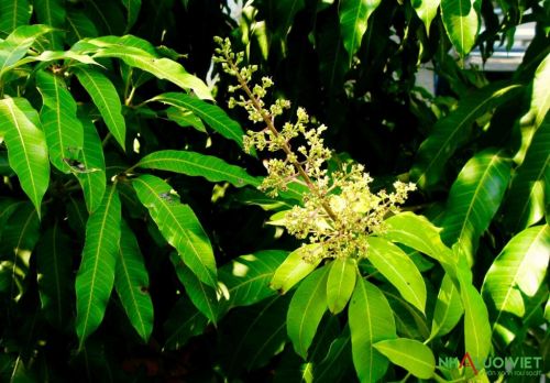 Dieu kien moi truong lam xoai khong dau qua