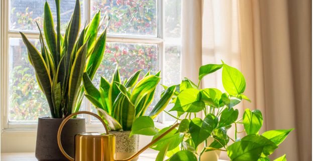 Tác động của cây xanh đến sức khỏe con người